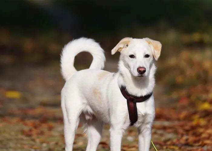 Appartement Pappelhof - Whg 3 *