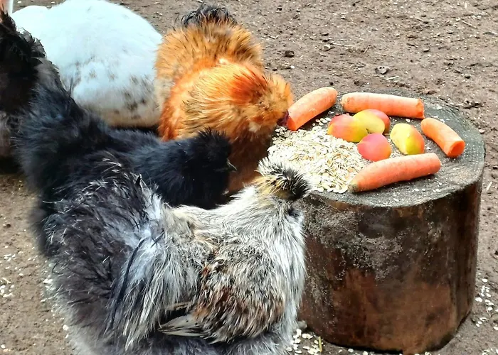 Pappelhof - Whg 3 Grömitz