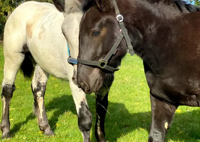 Appartement Pappelhof - Whg 3