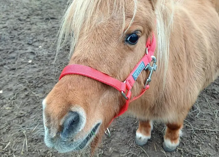 Appartement Pappelhof - Whg 3 *