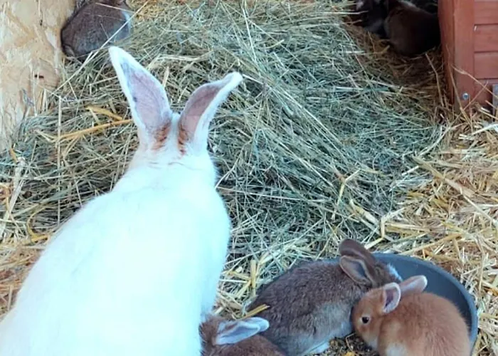 Pappelhof - Whg 3 Grömitz