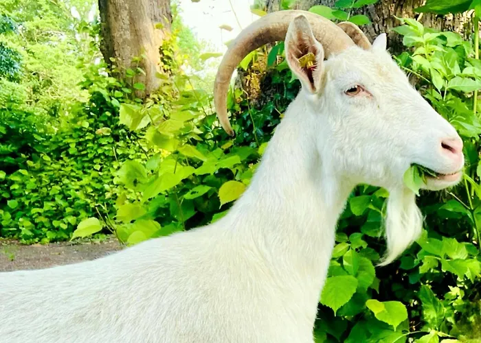 Pappelhof - Whg 3 Appartement