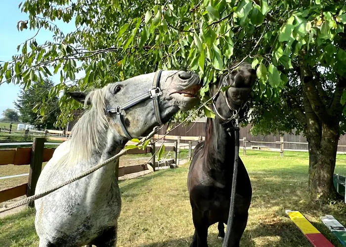 Pappelhof - Whg 3 Appartement Grömitz